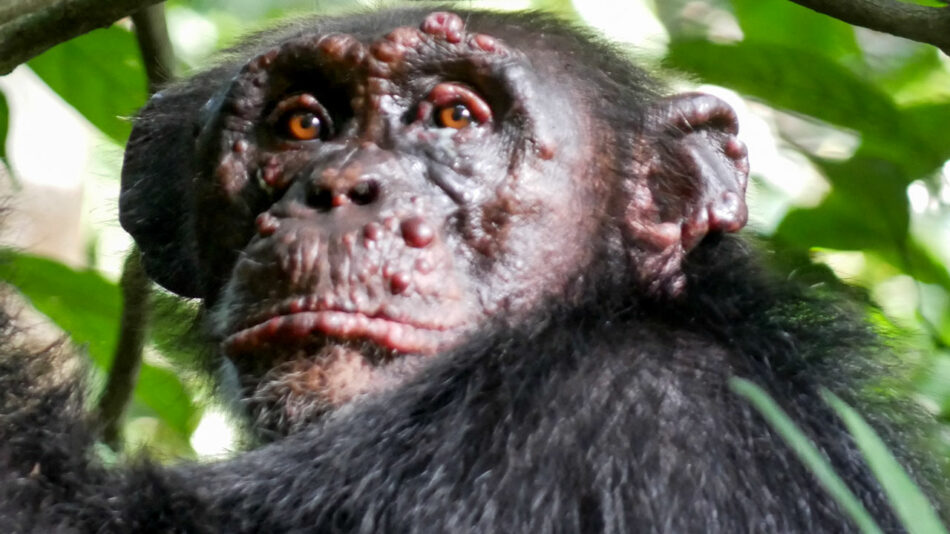 Detectan lepra en chimpancés salvajes de África