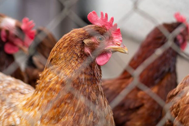 China reporta primer caso humano de gripe aviar con la cepa H3N8