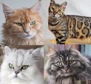 Los gatos más bonitos del mundo - MasMedio