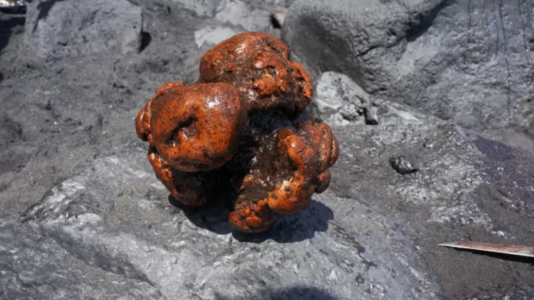 La piedra «valorada en US$500.000» que encontraron dentro de un cachalote muerto en España