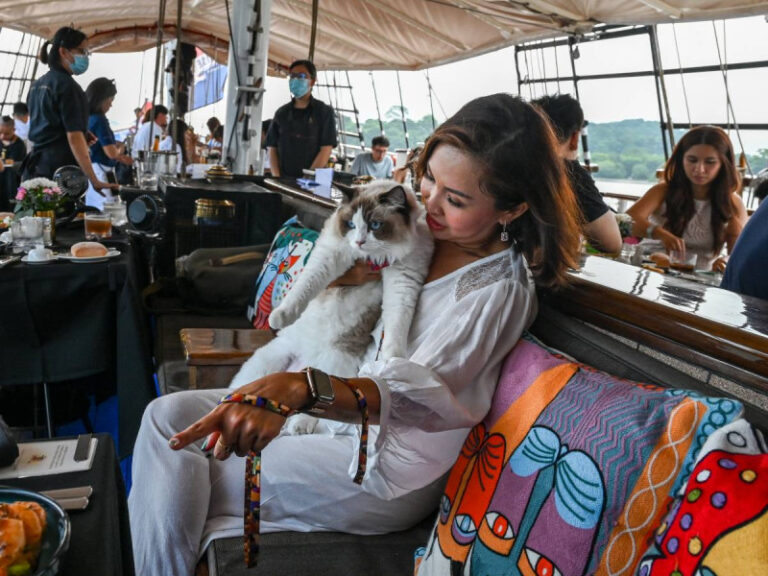 Los ricos en Singapur llevan a sus gatos a un crucero de lujo