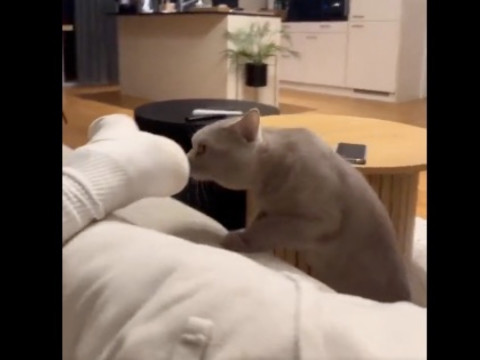 La reacción de este gato tras oler unos calcetines