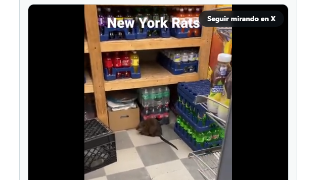 Rata gigante es captada en NY, video se vuelve viral