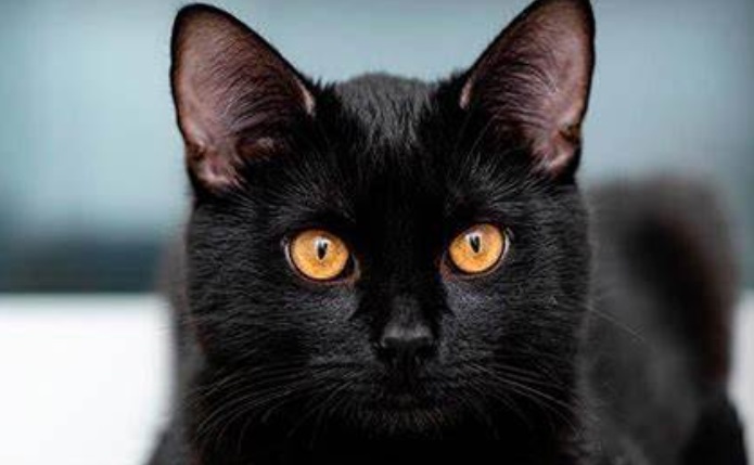 Octubre es el peor mes para los gatitos negros