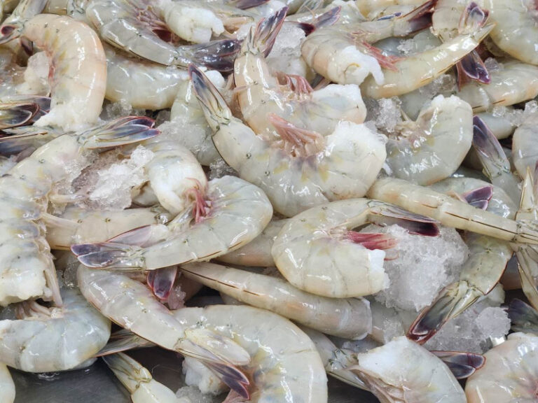 Exportación de camarón en Sonora está detenida por vacaciones en Conapesca